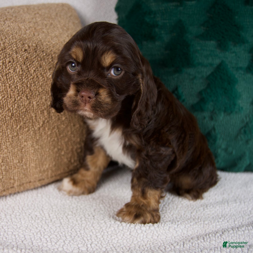 Cocker Spaniel dogs for sale: Rocky - Ad 4