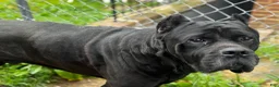 Cane Corso dogs for sale: Cane Corso 1 - Ad 8