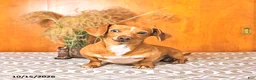Miniature Dachshund dogs for sale: Bruce - Ad 1