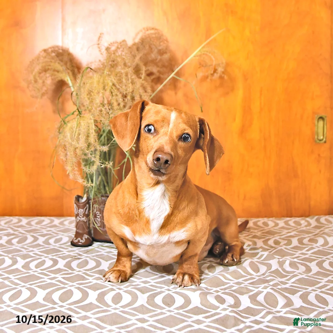 Miniature Dachshund dogs for sale: Bruce - Ad 1