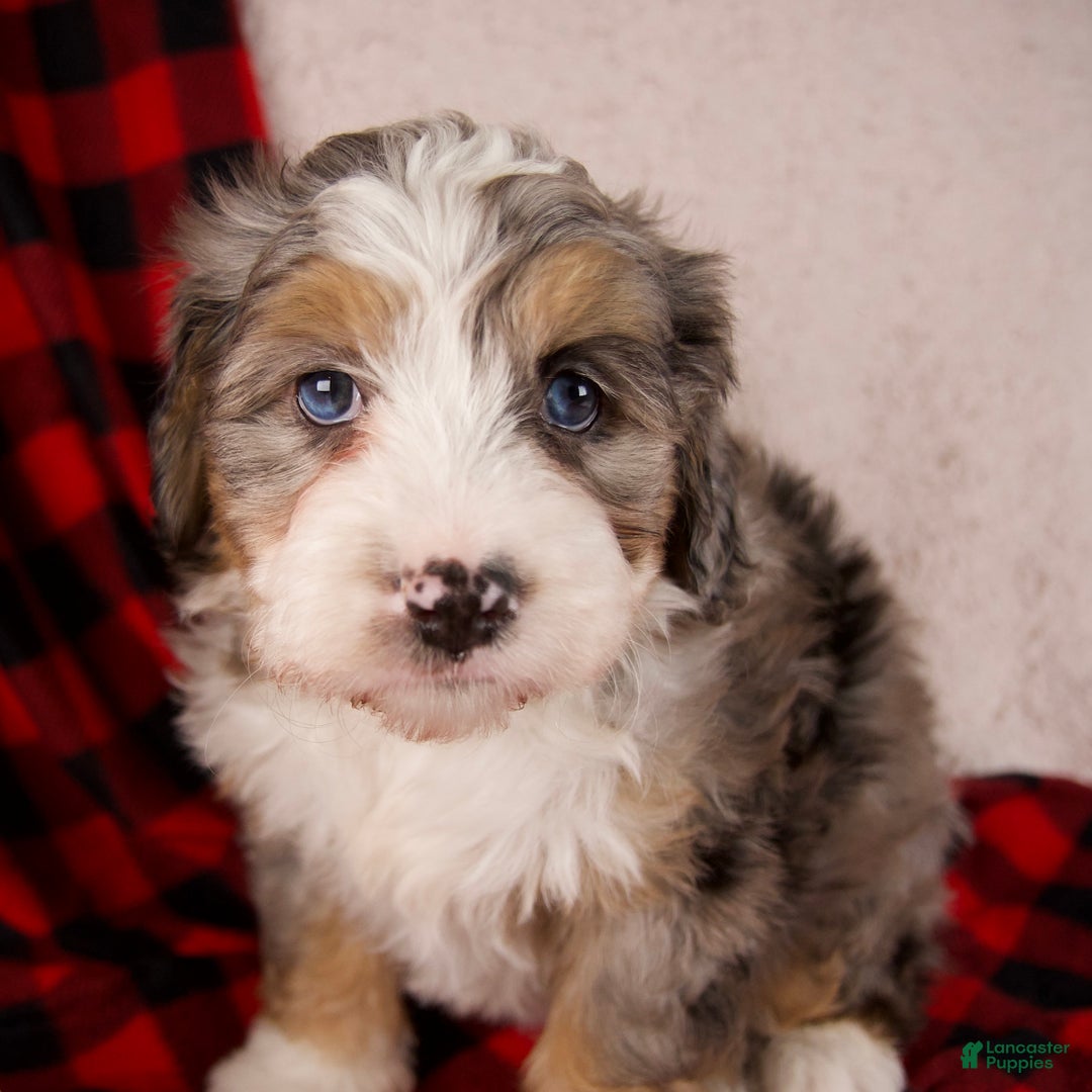 Mini Bernedoodle dogs for sale: Mercy Girl *Potty Training* - Ad 5