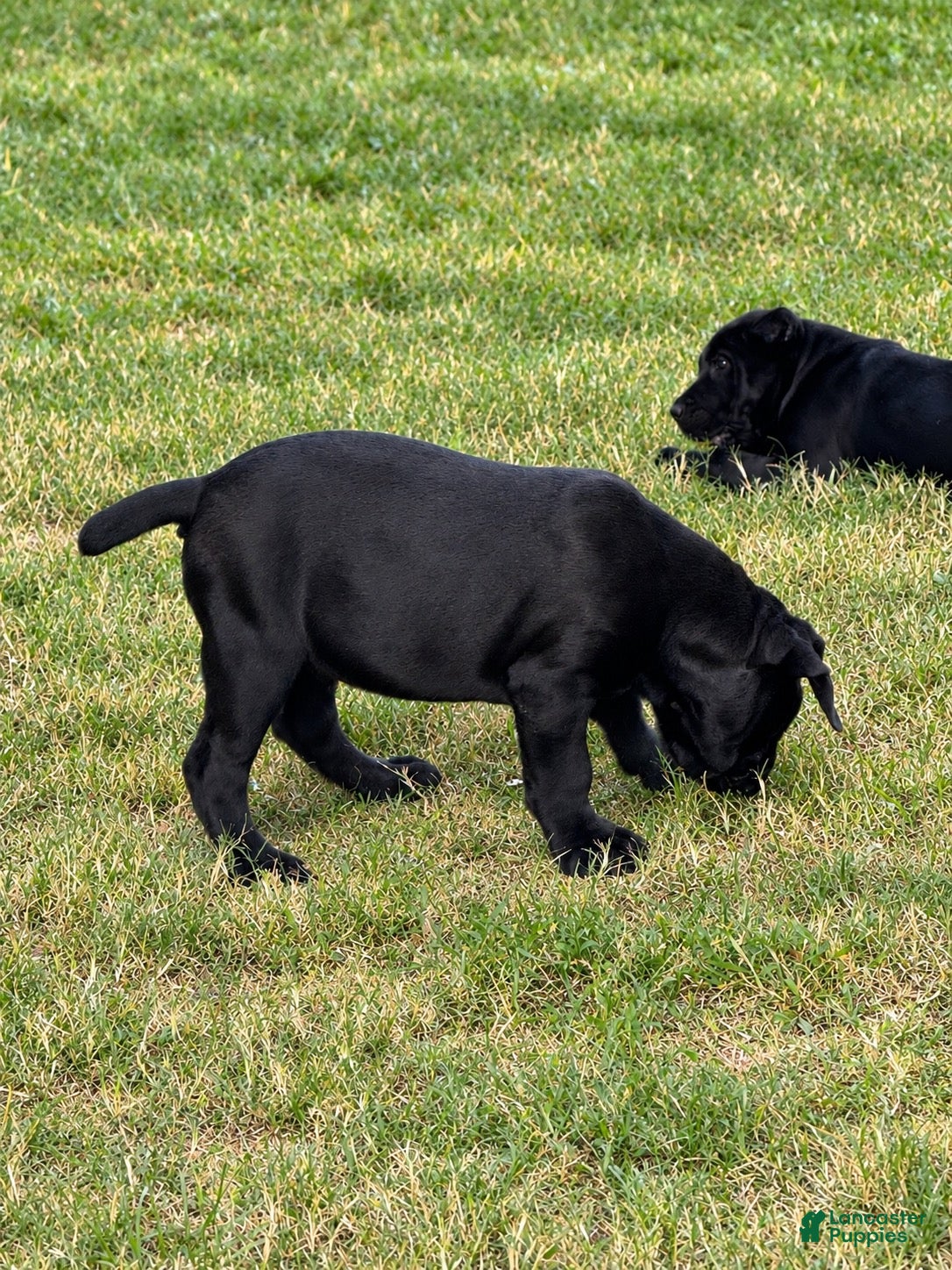 Cane Corso