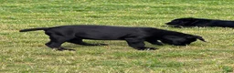 Cane Corso dogs for sale: Cane Corso 1 - Ad 2