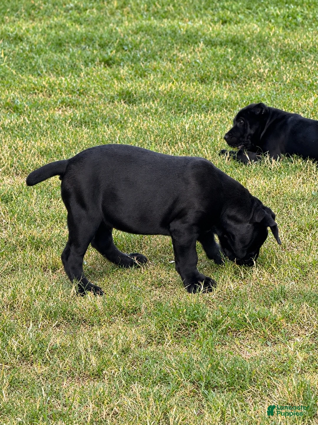 Cane Corso dogs for sale: Cane Corso 1 - Ad 2