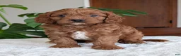 Cavapoo dogs for sale: Jake - Ad 29
