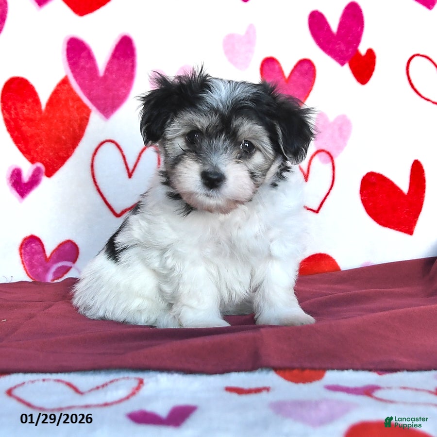 Havanese dogs Secret - Ad 20