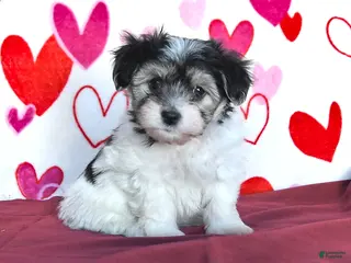 Havanese dogs Secret - Ad 20