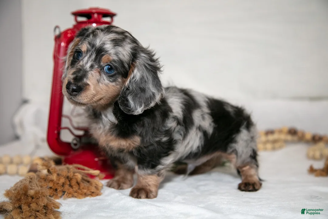 Miniature Dachshund dogs for sale: Freckles - Ad 3