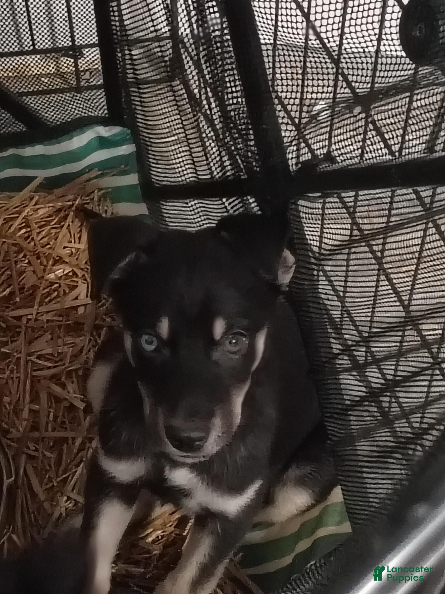 Mixed Breed dogs Mixed Breed 3 - Ad 38