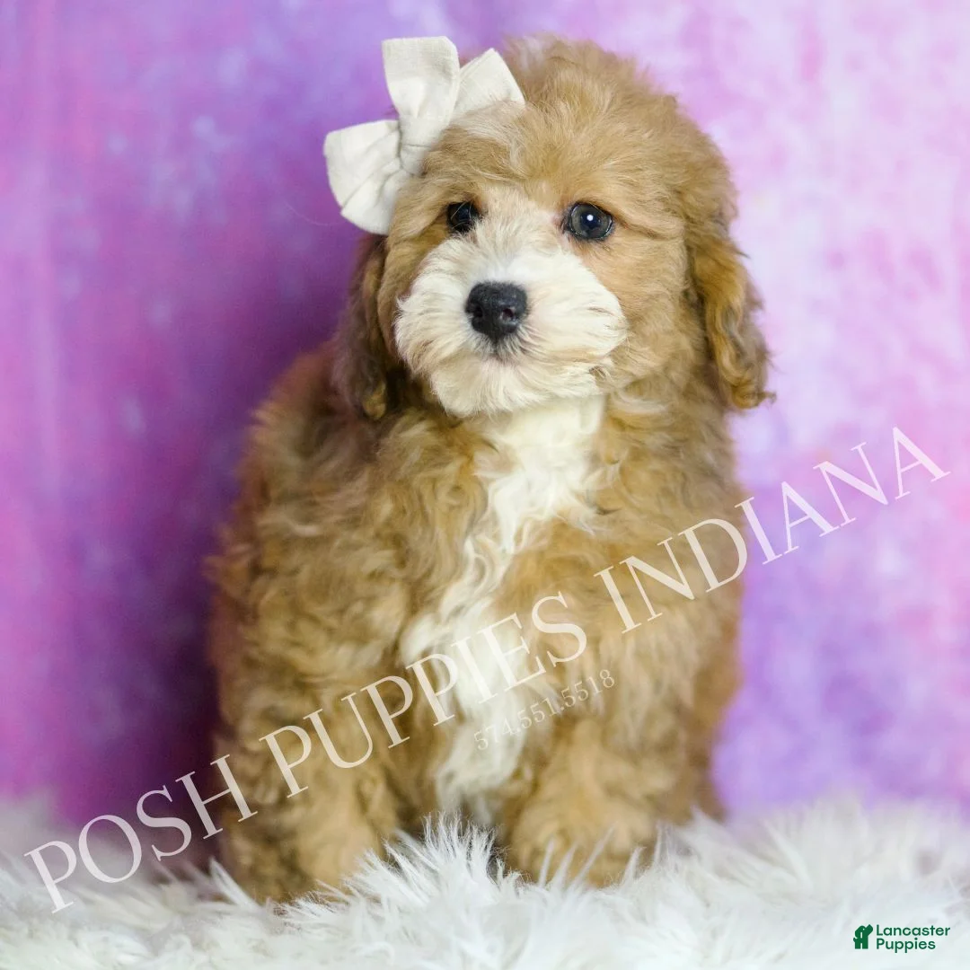 Toy Poodle dogs for sale: Pip - Ad 2
