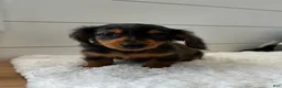 Miniature Dachshund dogs for sale: Leo - Ad 4