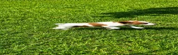 Brittany Spaniel dogs for sale: Callie - Ad 8