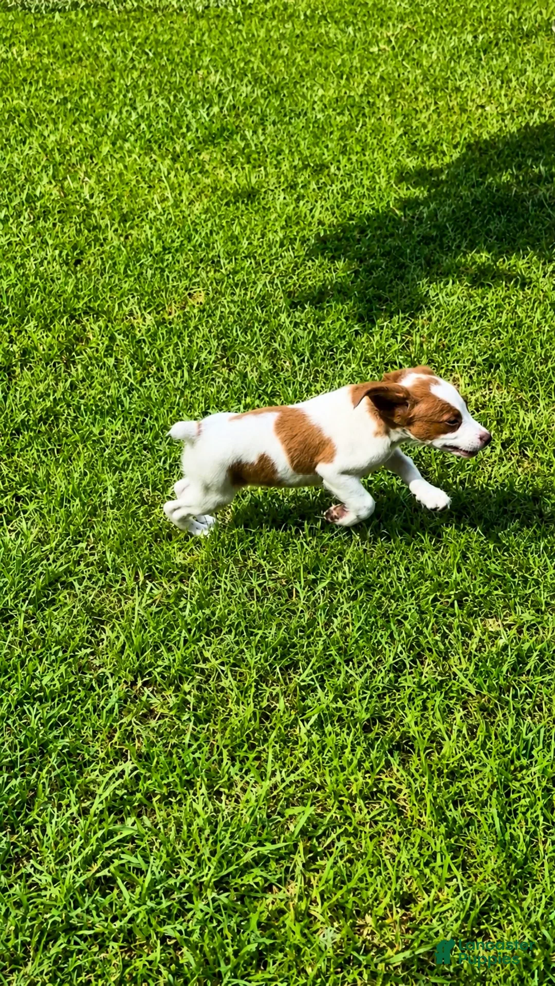 Brittany Spaniel dogs for sale: Callie - Ad 8