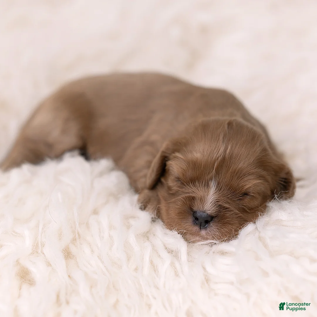 Cavalier King Charles Spaniel dogs for sale: Matt Cavalier King Charles Spaniel  - Ad 1