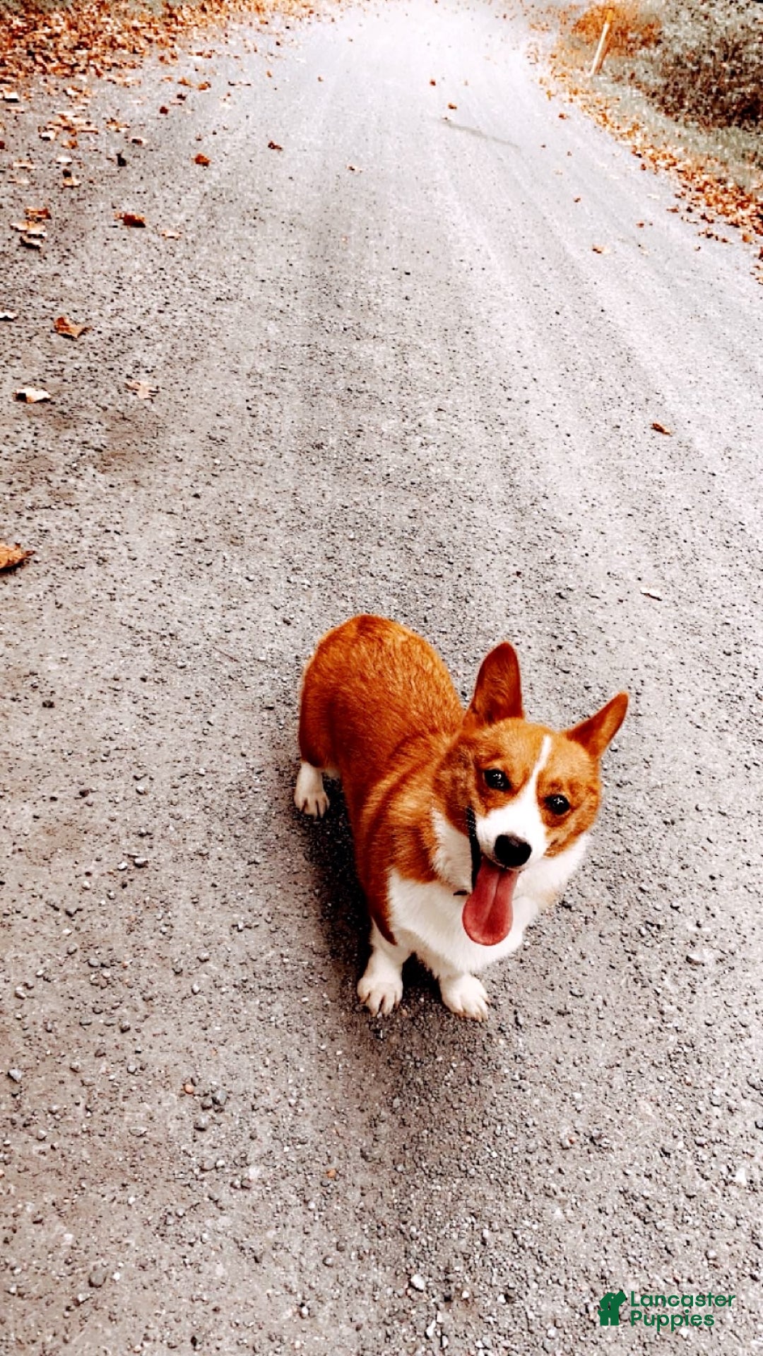 Welsh Corgi Pembroke dogs for sale: Kylo - Ad 7