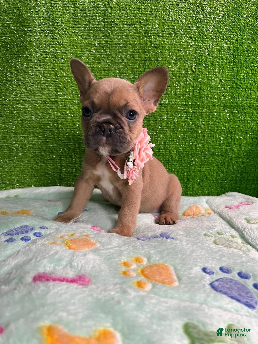 French Bulldog dogs for sale: Roxy  - Ad 2