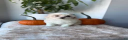Maltipoo dogs for sale: Sunshine - Ad 4