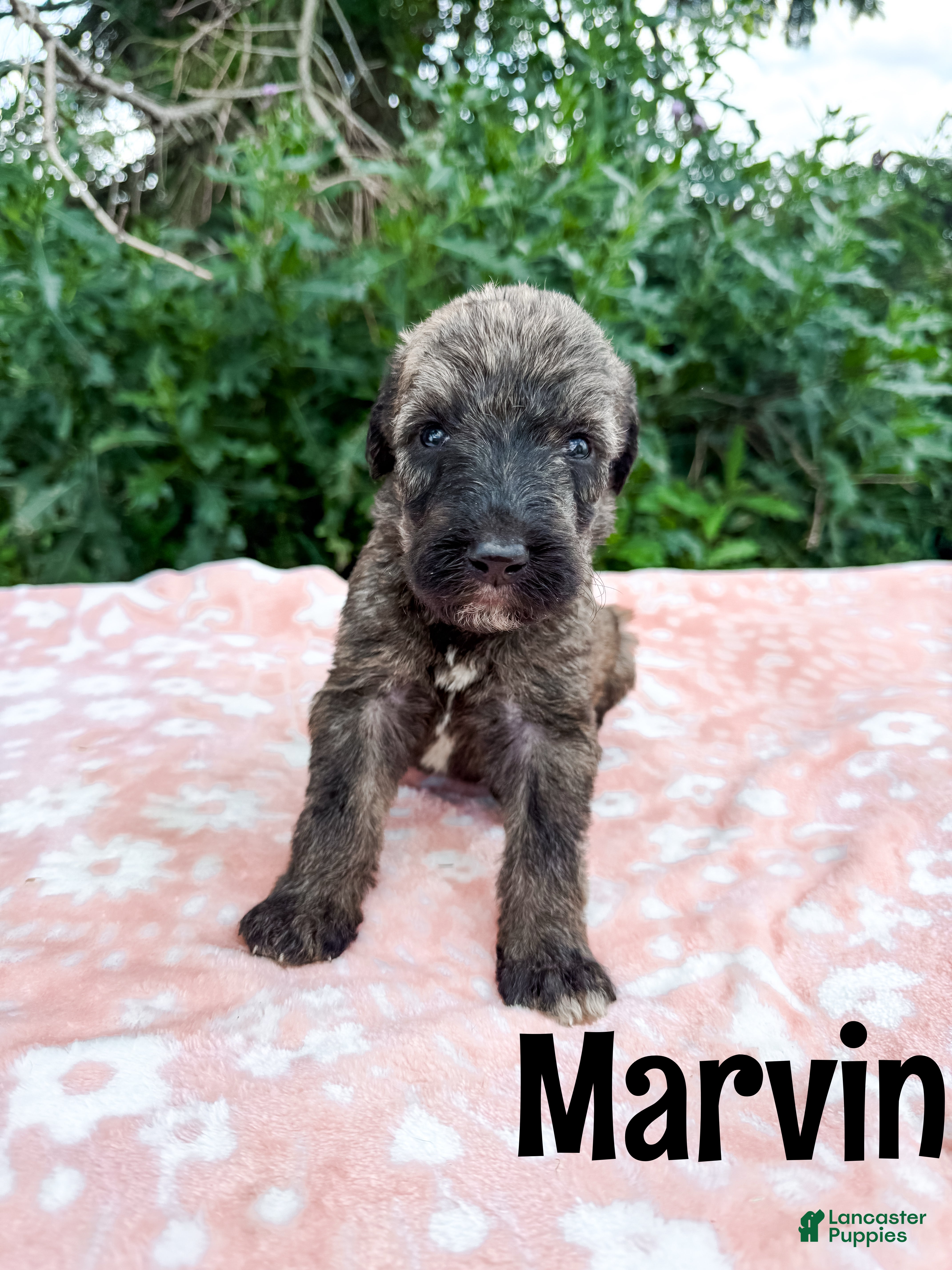 Mixed Breed dogs Marvin - Ad 1