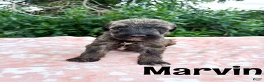 Marvin