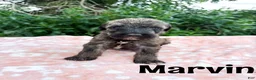 Mixed Breed dogs for sale: Marvin - Ad 1