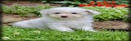 Bichpoo dogs for sale: Loki - Ad 1