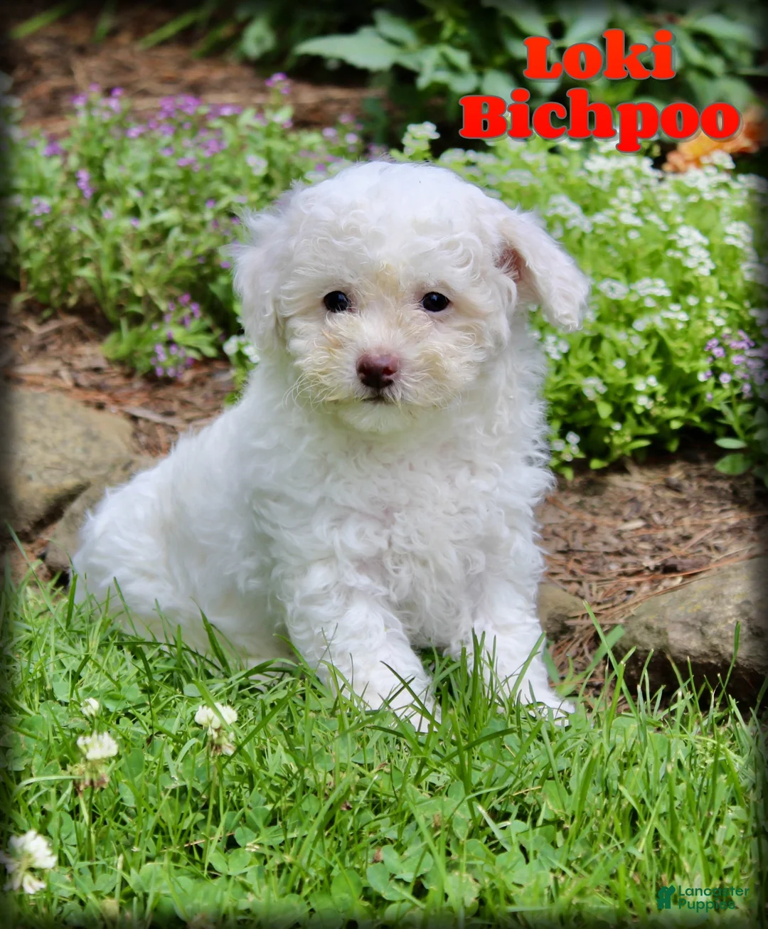 Bichpoo dogs for sale: Loki - Ad 1