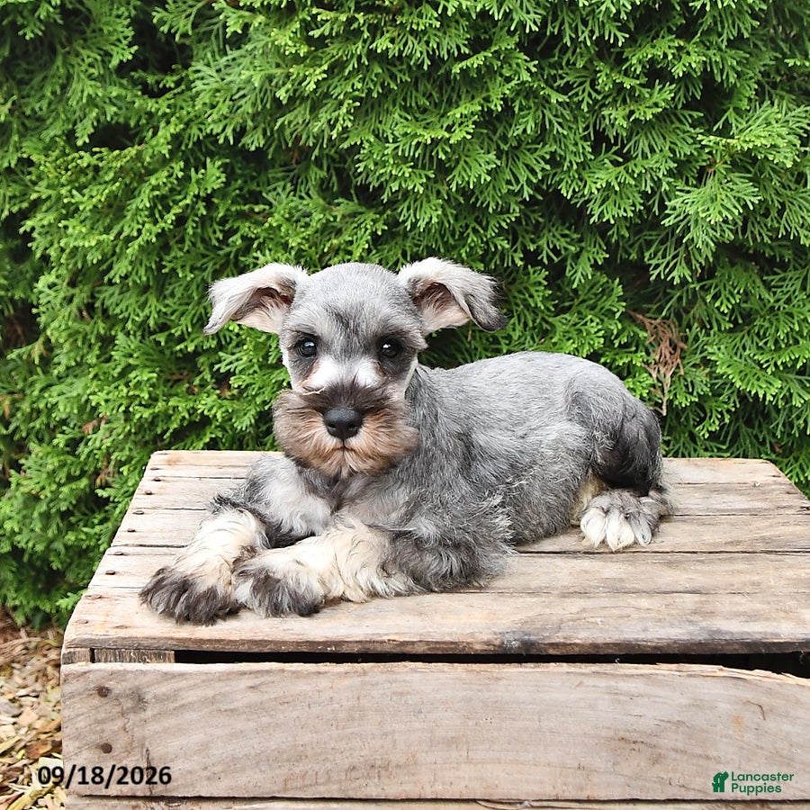 Miniature Schnauzer dogs Ben - Ad 2