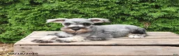 Miniature Schnauzer dogs for sale: Ben - Ad 2