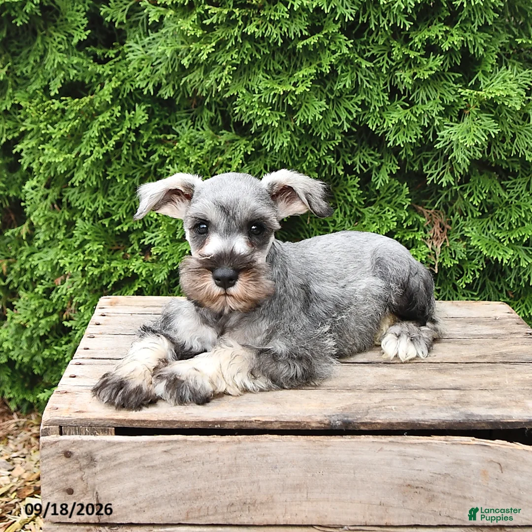 Miniature Schnauzer dogs for sale: Ben - Ad 2