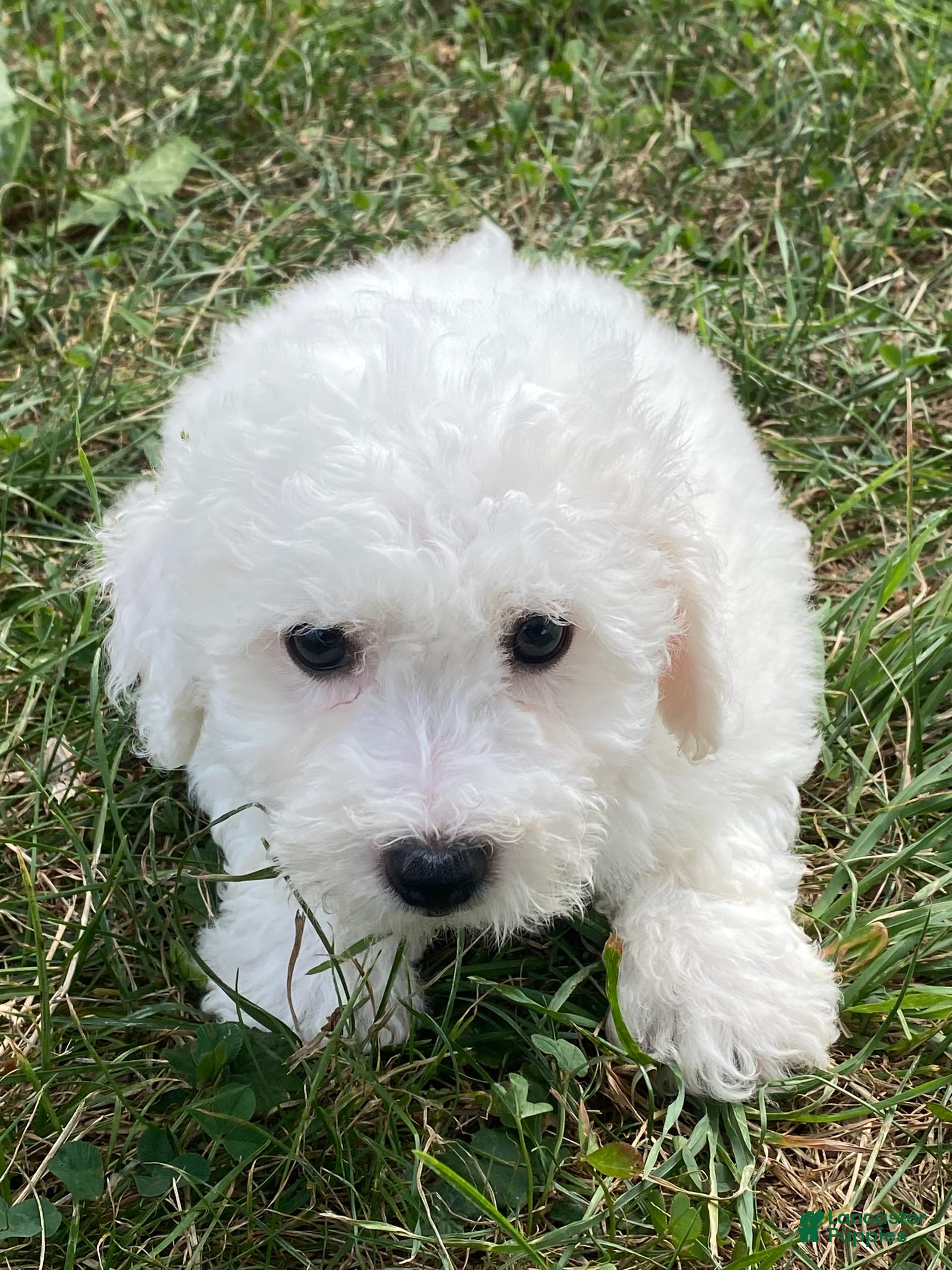 Bichon Frise dogs Bruno - Ad 7