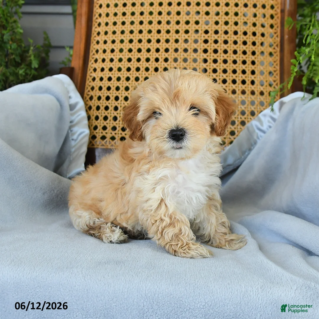 Maltipoo dogs for sale: Jackson - Ad 1