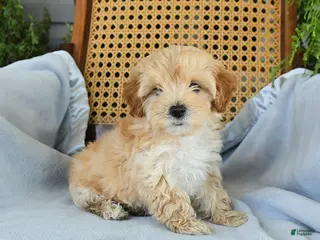 Maltipoo dogs for sale: Jackson - Ad 4