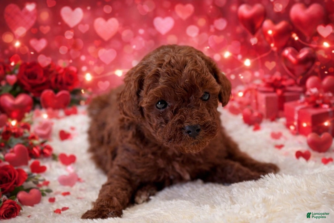 Miniature Poodle dogs for sale: Rose - Ad 1