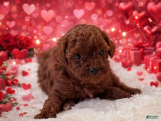 Miniature Poodle dogs Rose - Ad 22