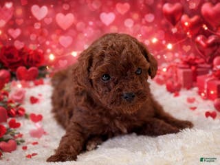 Miniature Poodle dogs Rose - Ad 37