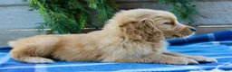 Golden Retriever dogs for sale: Billy - Ad 5