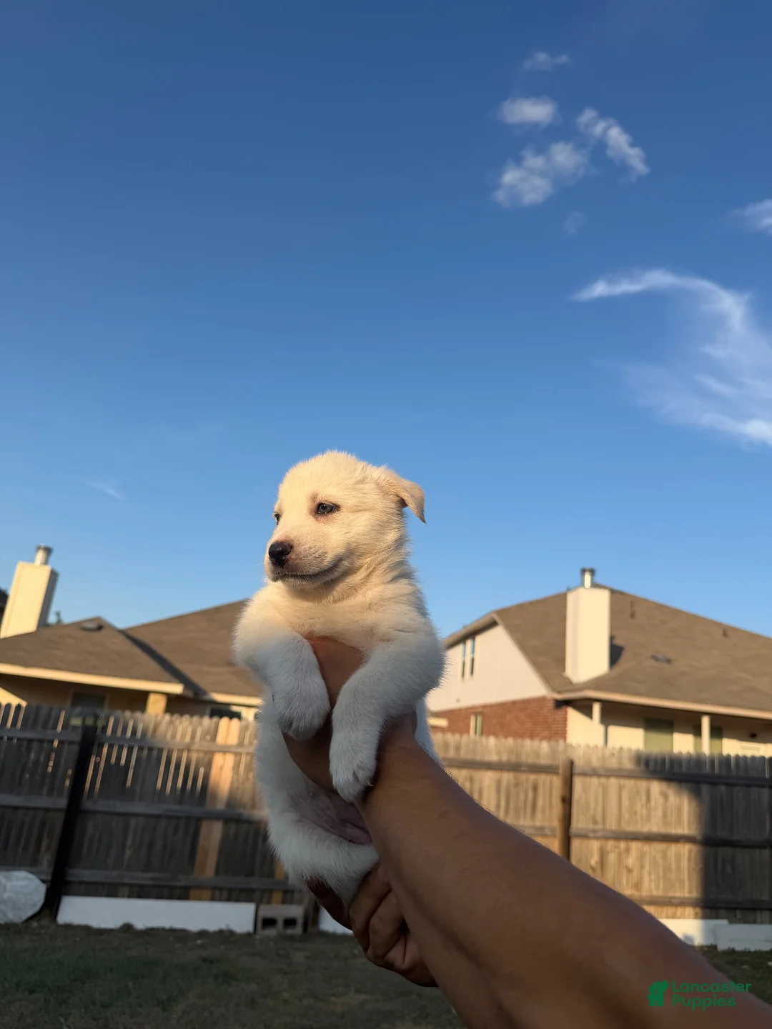 Mixed Breed dogs for sale: Mixed Breed 5 - Ad 1
