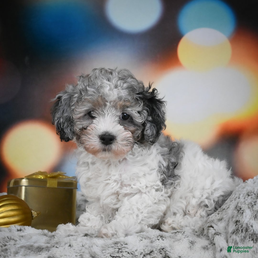 Cockapoo dogs for sale: Carl - Ad 2