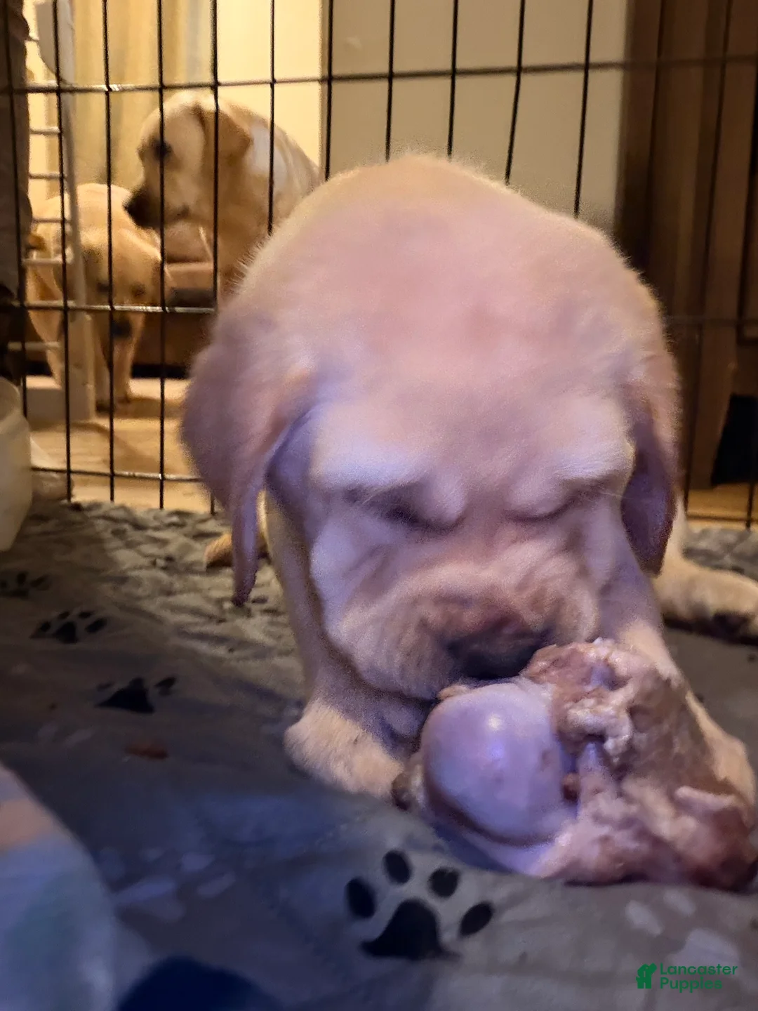 Labrador Retriever dogs for sale: Red Collar Puppy - Ad 8