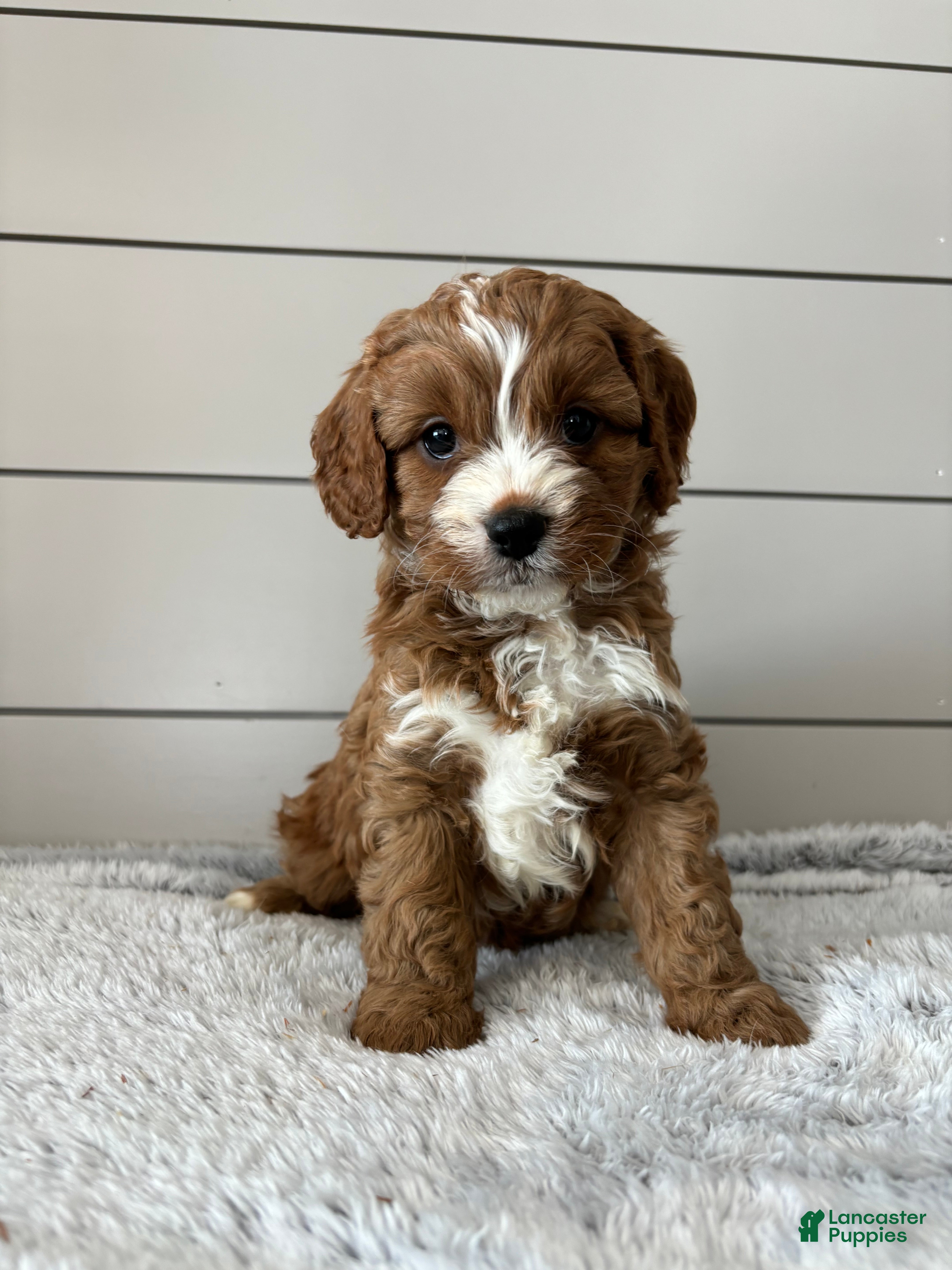 Cavapoo dogs Sky - Ad 34