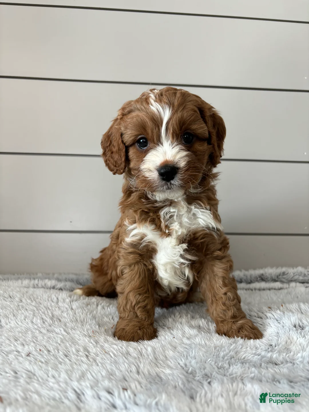 Cavapoo dogs for sale: Sky - Ad 1