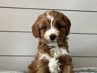 Cavapoo dogs Sky - Ad 34