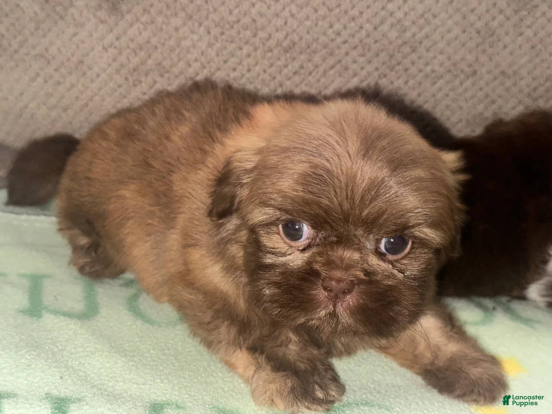 Shih Tzu dogs for sale: Rex - Ad 2