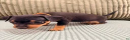 Miniature Pinscher dogs for sale: Lucy - Ad 13