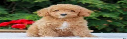 Miniature Poodle dogs for sale: Cassie  - Ad 3