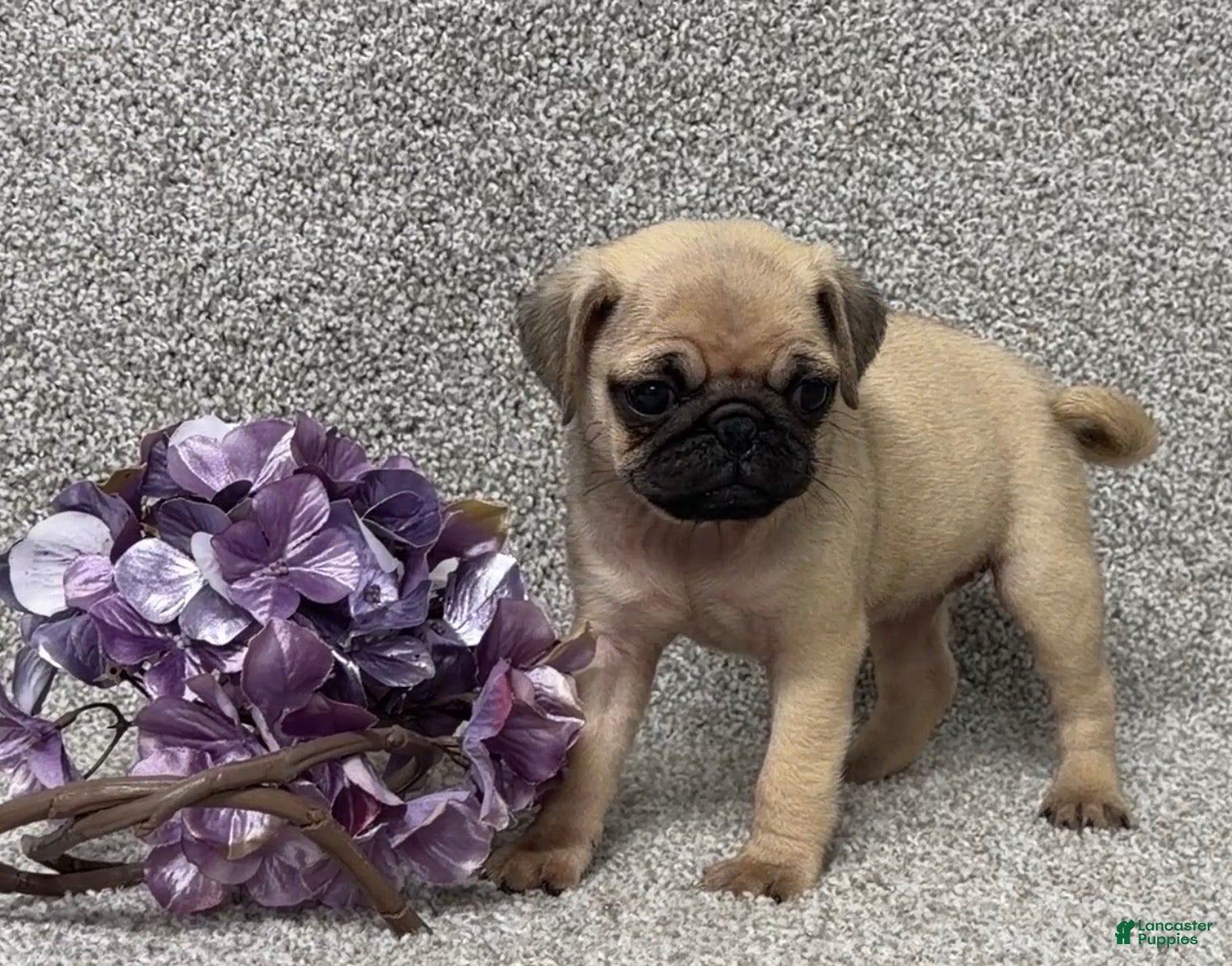 Pug dogs Darla - Ad 2