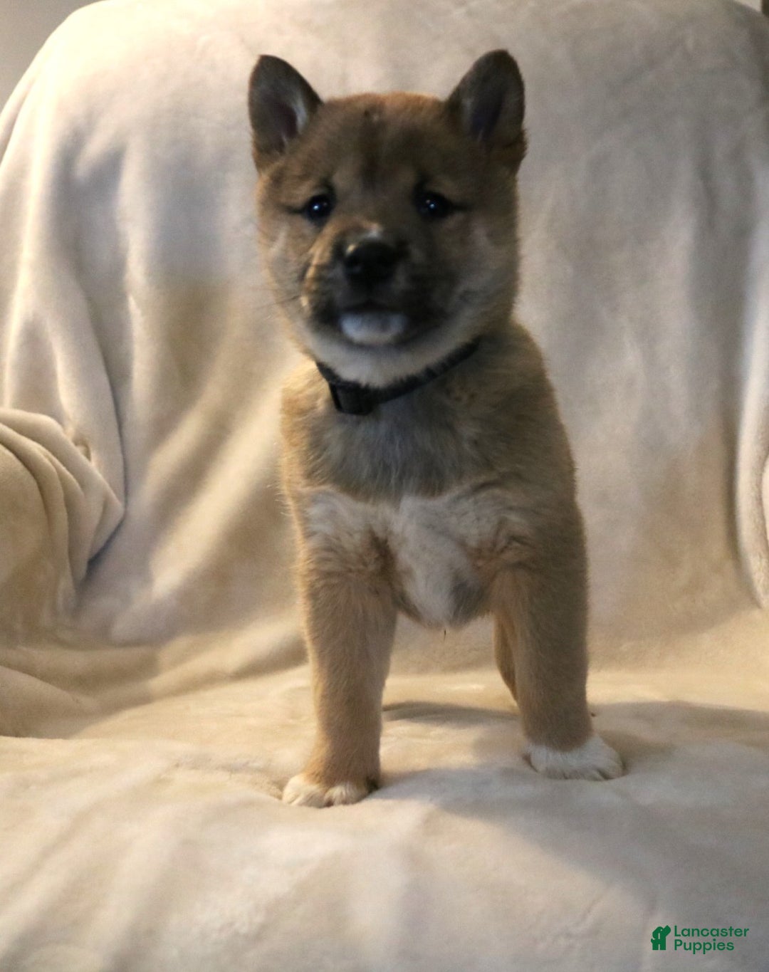Shiba Inu dogs for sale: Sarge - Ad 3