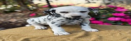 Dalmatian dogs for sale: Monroe - Ad 9