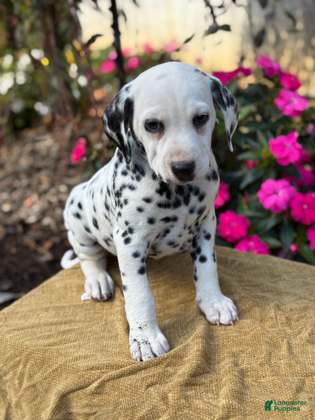Dalmatian dogs for sale: Monroe - Ad 9