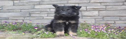 German Shepherd dogs for sale: Donna  - Ad 4